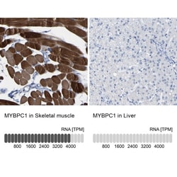 MYBPC1 Antibody, Novus Biologicals 0.1mL; Unlabeled:Antibodies, Polyclonal